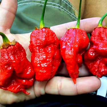 Bhutlah Bubblegum 7 Pot Red Seeds - The Pepper Pantry (Formerly Marie Sharp's)